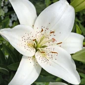 Nasiona i cebule - Lilia tygrysia White Tiger 1 szt. cebule cebulki lilii lilie - miniaturka - grafika 1