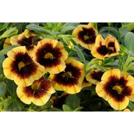 Kwiaty doniczkowe - Calibrachoa Superbells® dwubarwny wys. 30 cm don. 10 cm - miniaturka - grafika 1