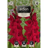 Nasiona i cebule - Mieczyk Oskar 7 sztuk Eden - miniaturka - grafika 1