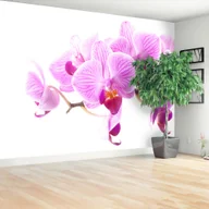 Fototapety - Fototapeta Różowa orchidea - miniaturka - grafika 1