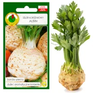 Nasiona i cebule - Seler Korzeniowy Albin 0,5G Plenny Nasiona Bez Gmo - miniaturka - grafika 1