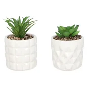 Sztuczne kwiaty - Sukulent w osłonce 7 x 7 cm - miniaturka - grafika 1