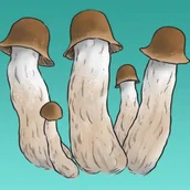 Nasiona i cebule - Mykożerca Growkit Penis Envy Full Auto - miniaturka - grafika 1