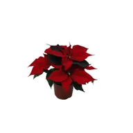 Kwiaty doniczkowe - Poinsecja wielopędowa czerwona - miniaturka - grafika 1