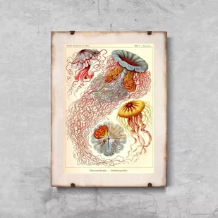 Plakat retro Meduzy Haeckel Ernst - Plakaty - miniaturka - grafika 1
