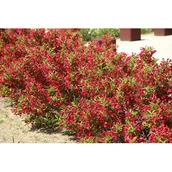 Sadzonki drzew krzewów - Krzewuszka wys. 20-30 cm don. 19 cm - miniaturka - grafika 1