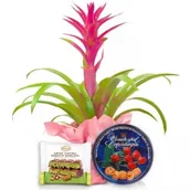 Kwiaty doniczkowe i cięte - Guzmania na Dzień Kobiet - miniaturka - grafika 1