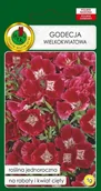 Nasiona i cebule - Godecja wielkokwiatowa czerwona 1 g PNOS - miniaturka - grafika 1