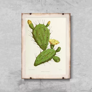 Plakat na ścianę Kaktus Opuncja - Plakaty - miniaturka - grafika 1