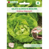 Nasiona i cebule - Nasiona na taśmie - sałata głowiasta masłowa May King (Królowa Majowych) W.Legutko - miniaturka - grafika 1
