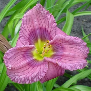 Hemerocallis Liliowiec Siloam New Toy 1 szt. - Nasiona i cebule - miniaturka - grafika 1