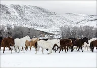 Plakaty - A mixed herd of wild and domesticated horses frolics on the Ladder Livestock ranch, at the Wyoming-Colorado border., Carol Highsmith - plakat 42x29,7 - miniaturka - grafika 1