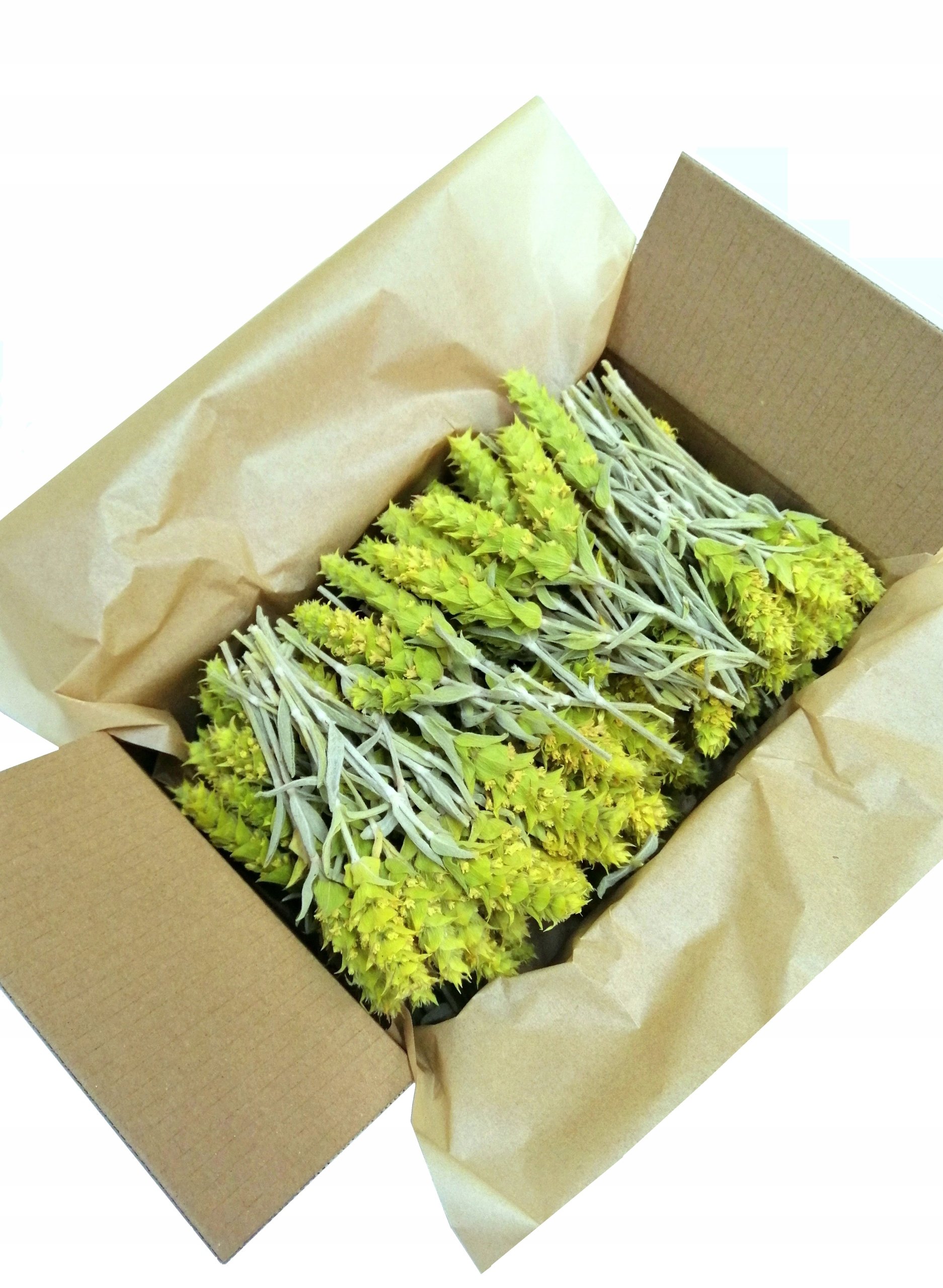 Gojnik z Olimpu bio 150g grecki sideritis scardica