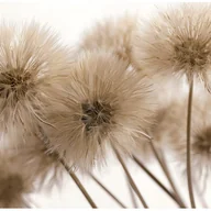 Fototapety - Fototapeta Dmuchawce Kwiaty Natura 400x280 cm Tapeta Do Sypialni Salonu Kuchni Na Flizelinie - miniaturka - grafika 1