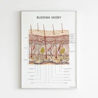 Meble i wyposażenie gabinetów medycznych - Plakat anatomiczny - BUDOWA SKÓRY - miniaturka - grafika 1