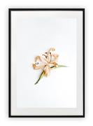 Plakaty - Plakat A4 21x30 cm  Zieleń Rośliny Kwiaty Natura WZORY - miniaturka - grafika 1