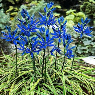 Camassia Kamasja Blue Melody 10 szt cebulki cebule - Nasiona i cebule - miniaturka - grafika 1
