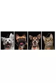 Brulion A6/80K kratka Animals (5szt) - Zeszyty szkolne - miniaturka - grafika 1