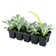 Kwiaty doniczkowe - Szałwia wys. 10 cm don. 5 cm - miniaturka - grafika 1