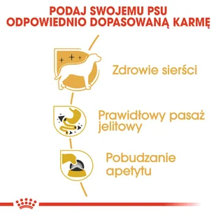 ROYAL CANIN Chihuahua Adult 12x85g karma mokra - pasztet, dla psów dorosłych rasy  + niespodzianka dla psa GRATIS - Mokra karma dla psów - miniaturka - grafika 6