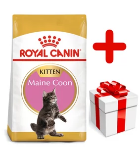 Royal Canin Maine Coon Kitten 10 kg - Sucha karma dla kotów - miniaturka - grafika 1