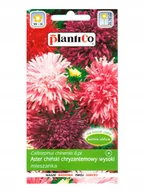 Nasiona i cebule - Nasiona Aster Chiński Chryzantemowy Mieszanka 1 Gram Plantico - miniaturka - grafika 1