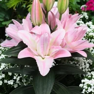 Nasiona i cebule - Lilia orientalna pełna Conamara XL 18/20 1 szt. cebule cebulki - miniaturka - grafika 1