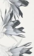 Płytki ceramiczne - Glazura Verno Black Flower 25X40 G1 - miniaturka - grafika 1