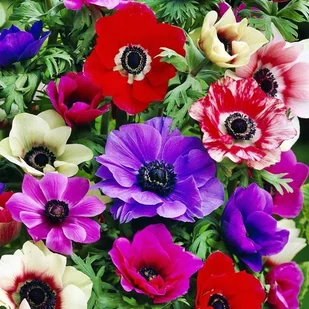 Anemone Zawilec De Caen mieszanka mix 10 szt. cebule cebulki - Nasiona i cebule - miniaturka - grafika 1