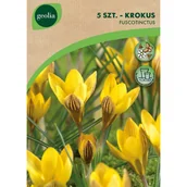 Nasiona i cebule - Krokus Fuscotinctus 5/7 5szt. Cebulki kwiatów Geolia - miniaturka - grafika 1