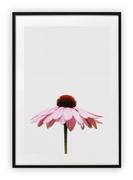 Plakaty - Plakat A3 30x42 cm Rózowy kwiatek WZORY - miniaturka - grafika 1