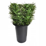 Sztuczne kwiaty - Wkład sztuczny Flakon do wazonu CEMENCIAK Baza Podkład do bukietu stroika - miniaturka - grafika 1