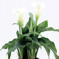 Nasiona i cebule - Zantedeschia Kalla Kalia Snow Storm 1 szt. cebule cebulki - miniaturka - grafika 1