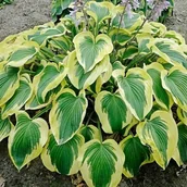 Nasiona i cebule - Hosta Funkia Broad Band 1 szt. - miniaturka - grafika 1