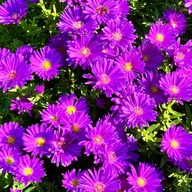 Nasiona i cebule - Aster nowobelgijski 'Magic Purple' Michałek Fioletowy Purpurowy Doniczka 1L - miniaturka - grafika 1