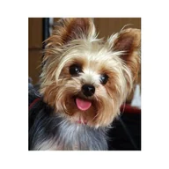 Zabawki kreatywne - Diamond painting haft diamentowy - pies Yorkshire terrier (14240) 25x35 cm - miniaturka - grafika 1