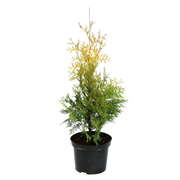 Żywotnik Thuja occidentalis Yellow Ribbon wys. 30-70 cm don. 3 l