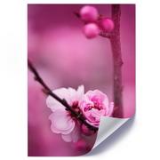 Plakaty - Plakat poster FEEBY, Różowy Kwiat jabłoni 60x90 - miniaturka - grafika 1