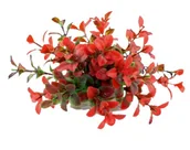 Dekoracje do akwarium - Roślina folia 10cm 1f17 Happet - miniaturka - grafika 1