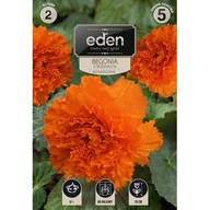 Nasiona i cebule - Begonia bulwiasta strzępiasta pomarańczowa 2 sztuki Eden - miniaturka - grafika 1