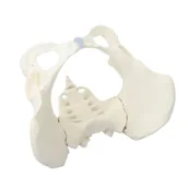 Akcesoria medyczne - Model miednicy kobiety z kością krzyżową Erler Zimmer - miniaturka - grafika 1