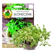 Nasiona i cebule - Nasiona na kiełki słonecznik - miniaturka - grafika 1