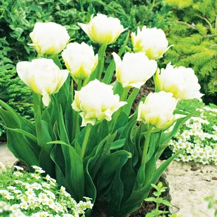 Tulipan Doniczkowy Global Desire 5 szt Tulipany cebulki tulipanów - Nasiona i cebule - miniaturka - grafika 1
