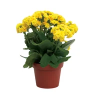 Kwiaty doniczkowe i cięte - Kalanchoe cal. wy. 26 cm don. 12 cm mix - miniaturka - grafika 1