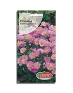 Nasiona i cebule - Nasiona Przymiotno różowe 0,5g - Torseed - miniaturka - grafika 1