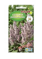 Nasiona i cebule - Szałwia muszkatołowa 0,5 g POLAN - miniaturka - grafika 1