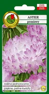Nasiona i cebule - Aster peoniowy białoróżowy 0,8 g PNOS - miniaturka - grafika 1