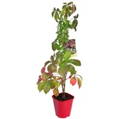 Kwiaty doniczkowe - Winobluszcz Redwall Troki 90 cm don. 2 l - miniaturka - grafika 1