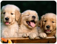 Podkładki pod mysz - PODKŁADKA POD MYSZKĘ PSY PIES Z IMIENIEM 23x19CM DO LAPTOPA - miniaturka - grafika 1