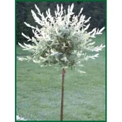 Sadzonki drzew krzewów - wierzba Hakuro Nishiki don. 3 l - miniaturka - grafika 1